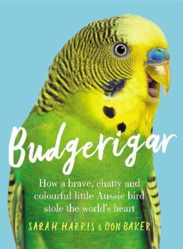 English best sale budgie price