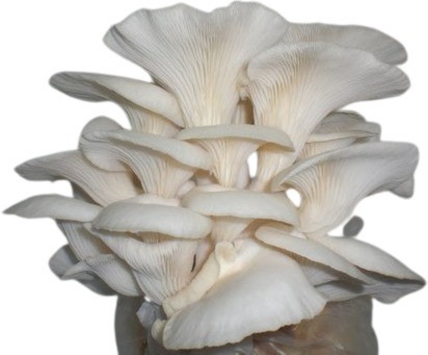Using an Oyster Mushroom Grow Kit  YouTube
