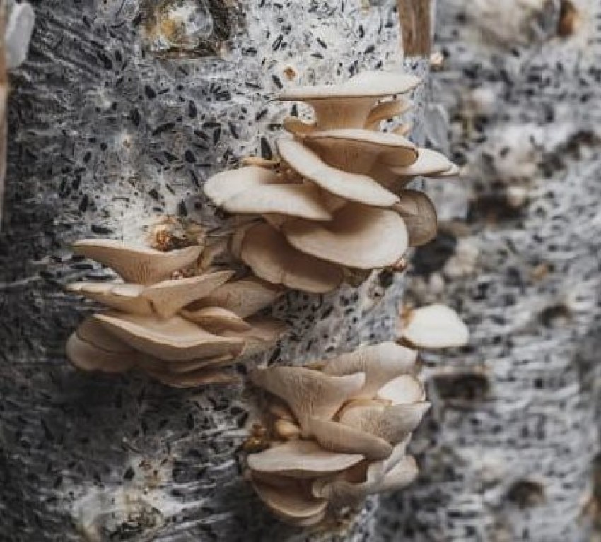 Oyster Mushroom Pleurotus ostreatus Grow Bag  forestmoonfungi