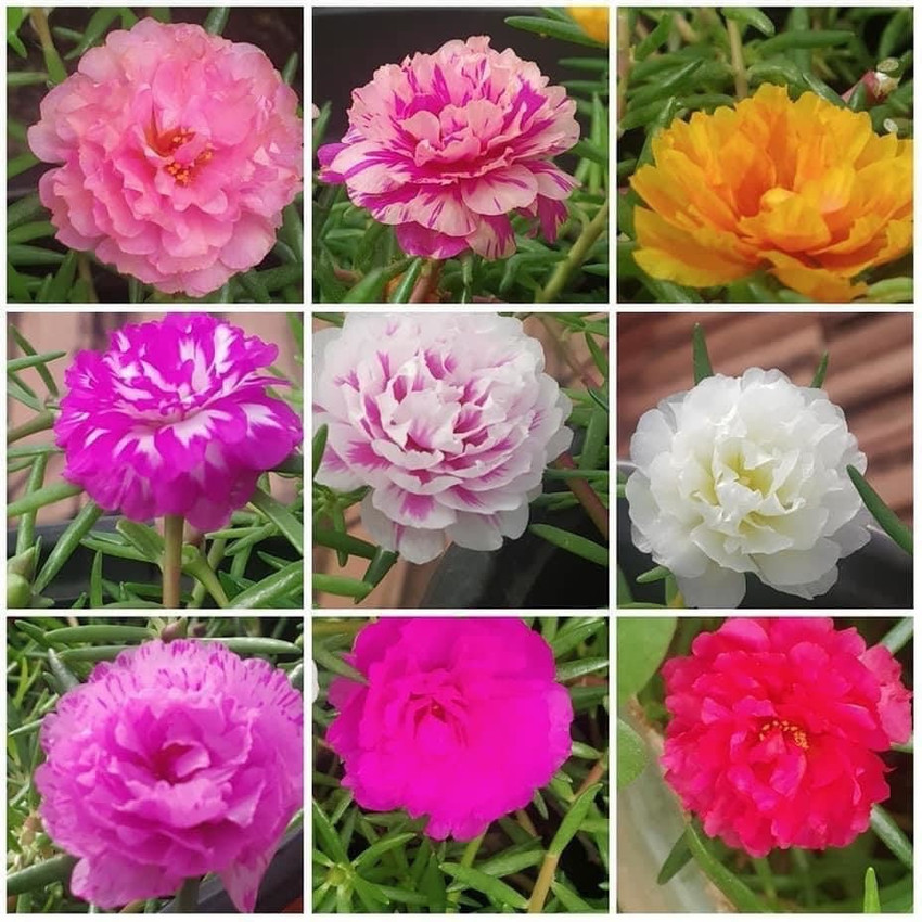 Table rose on sale seeds online