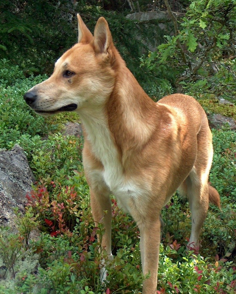 Carolina dingo 2024 for sale