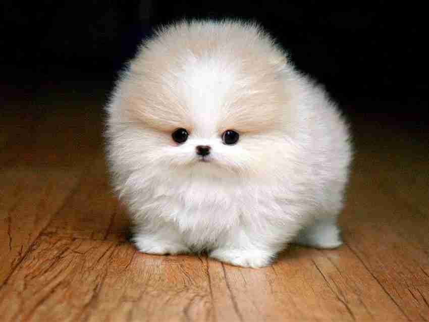 Sweet hotsell dog price