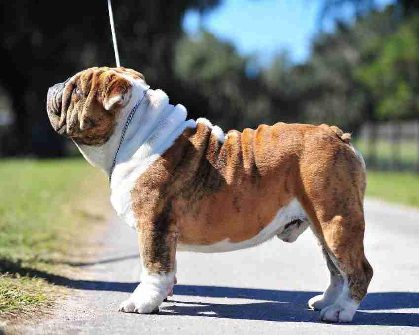 Bullador