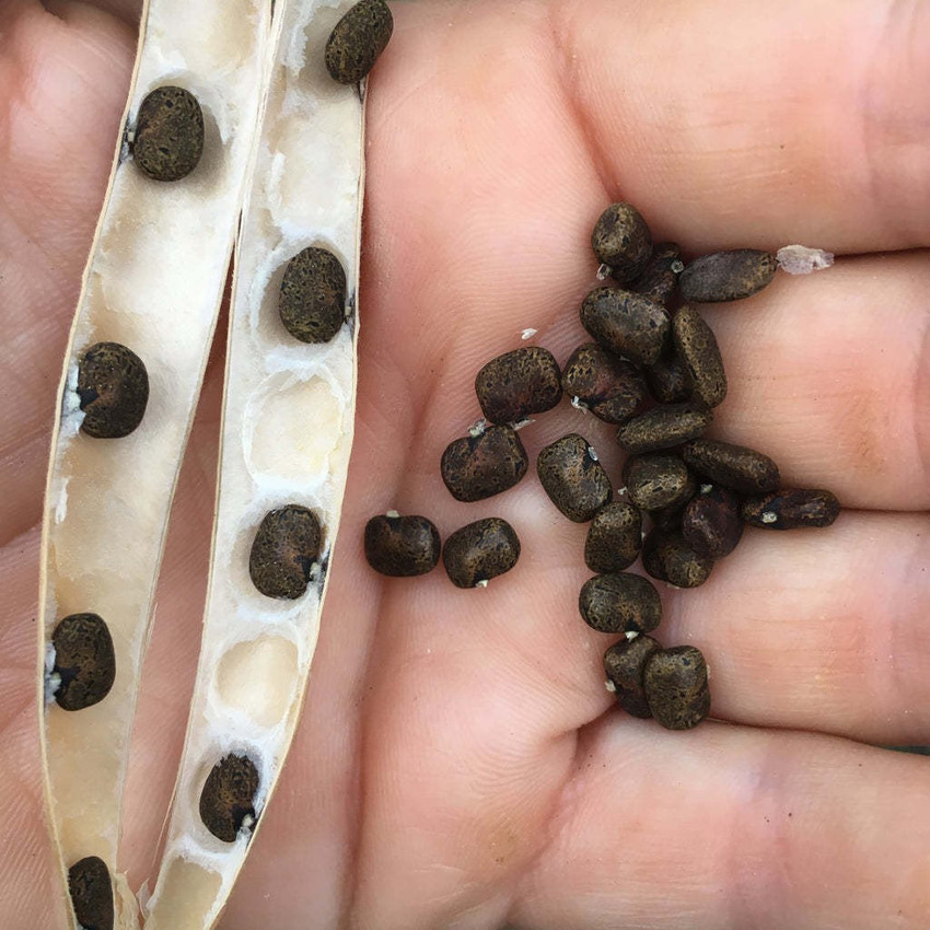 Butterfly outlet pea seed