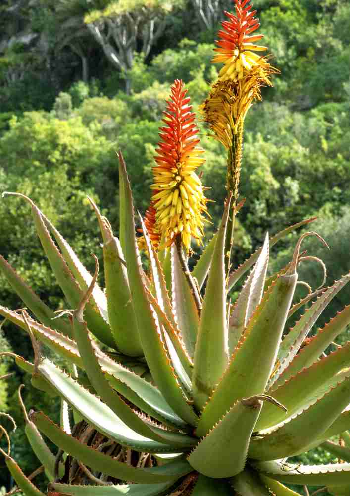 Aloe Vera Plant