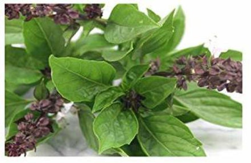 APRIX Sweet Basil Plant Price in India Buy APRIX Sweet Basil