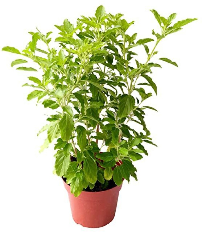 Fulmala Nursery Sweet Basil Plant Price in India Buy Fulmala