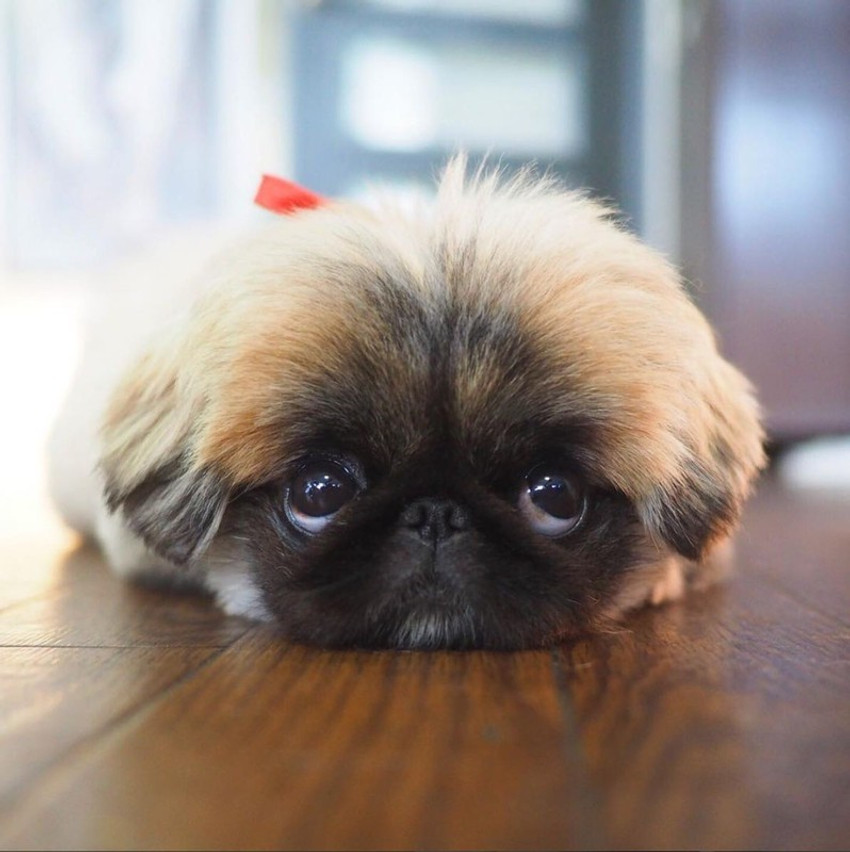 Baby pekingese discount