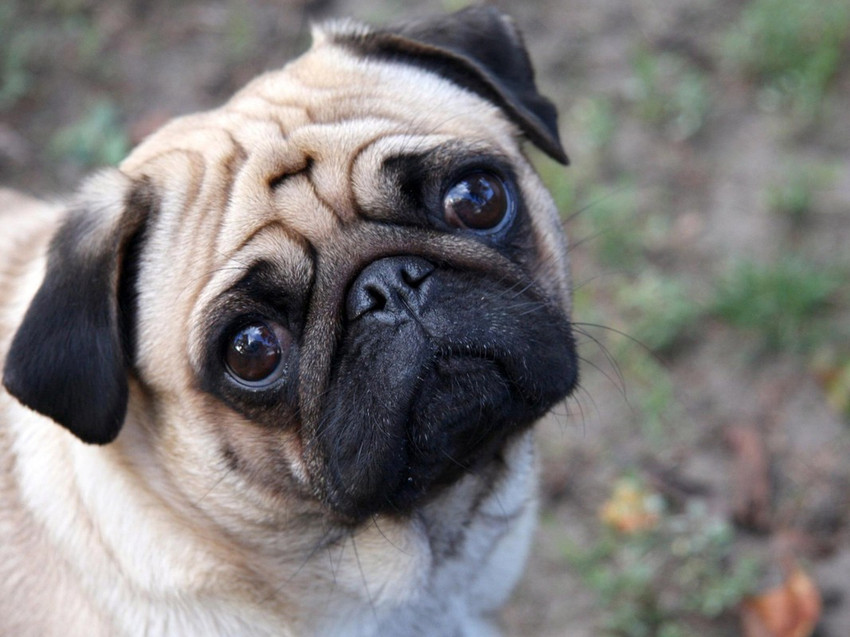 Sweet pug sale