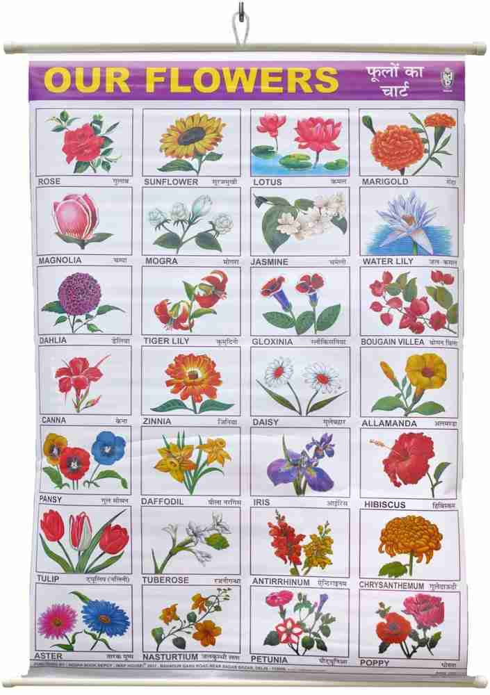 Daffodil Flower In Telugu Language Best Flower Site