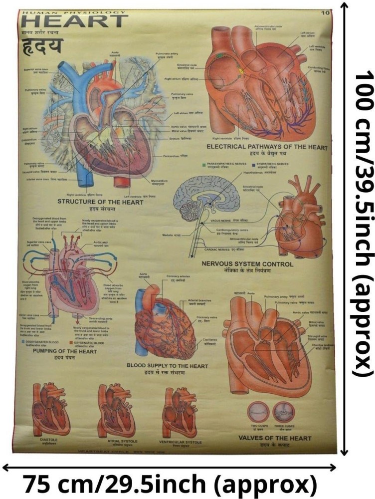 Human Heart Chart Laminated Wall Chart (Size 100X75 CM) Perfect For  Classroom, Student, School, Medical Student: Buy Human Heart Chart  Laminated Wall Chart (Size 100X75 CM) Perfect For Classroom, Student, School,  Medical