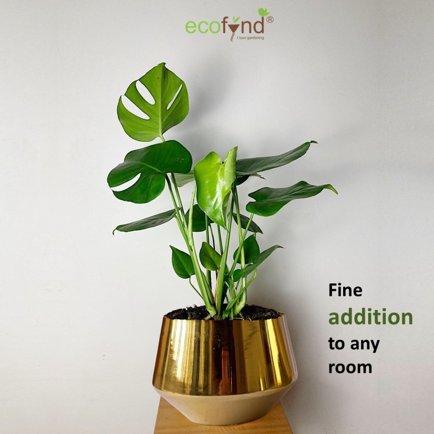 Grace Metal Small Decorative Modern Indoor Planters Flower Pots Pack Of 2  Gold