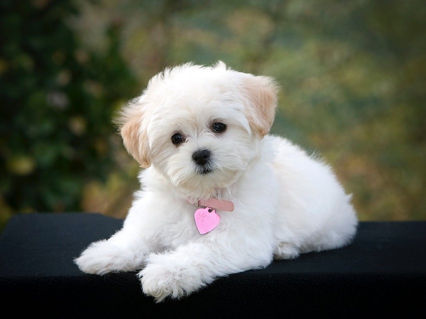 Cute Dogs Cute Puppies Pomeranian Fulffy Dog Golden Retriever ...