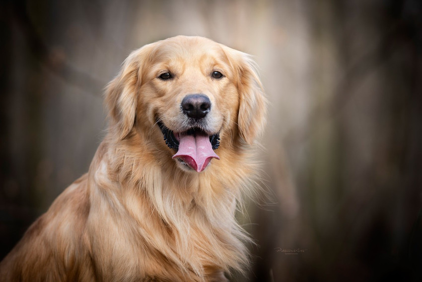 Golden retriever pomeranian deals puppies