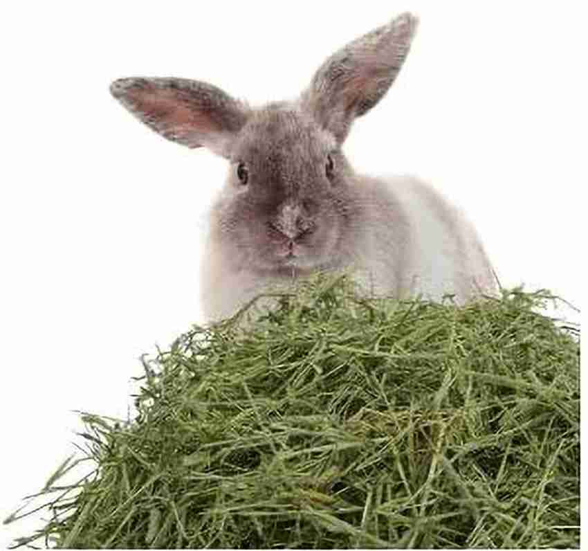 Alfalfa Hay For Rabbits