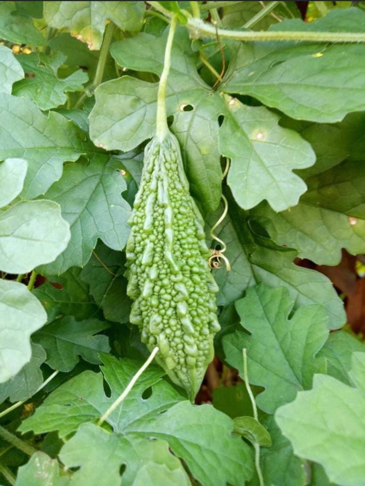 Bitter gourd plant outlet leaves