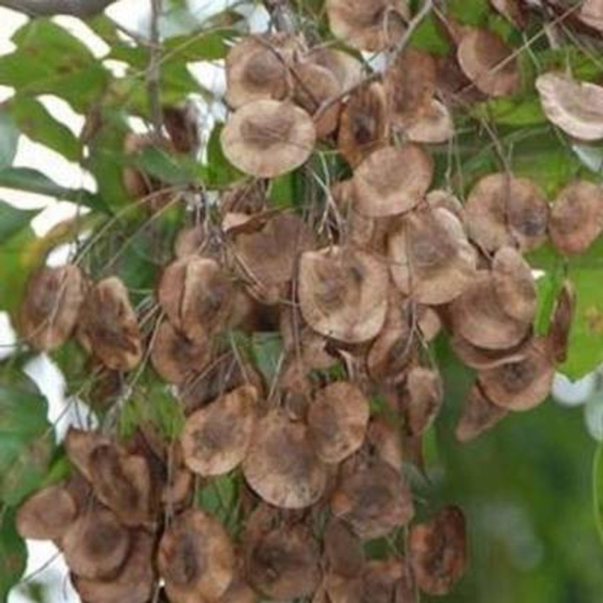 grassland Red Sandelwood Lal Chandan Rakht Chandan Pack of