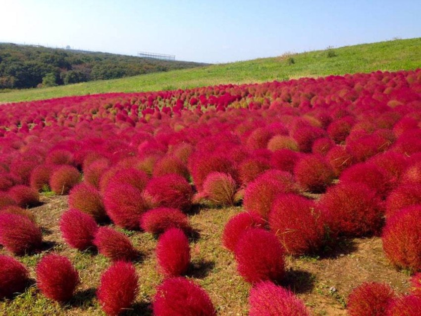 Kochia Burning Bush