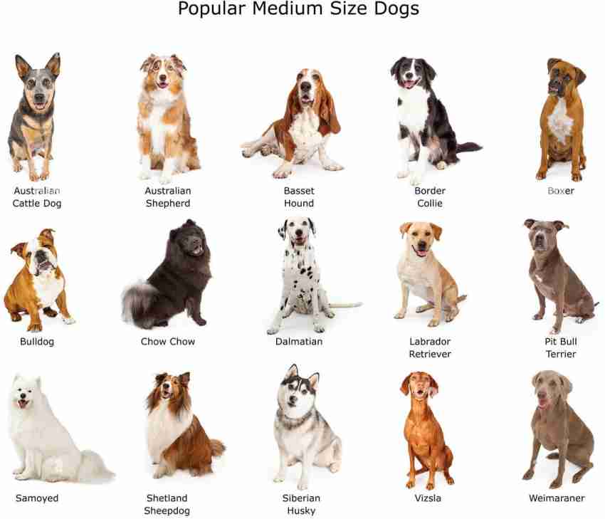 Medium dog sale breeds chart