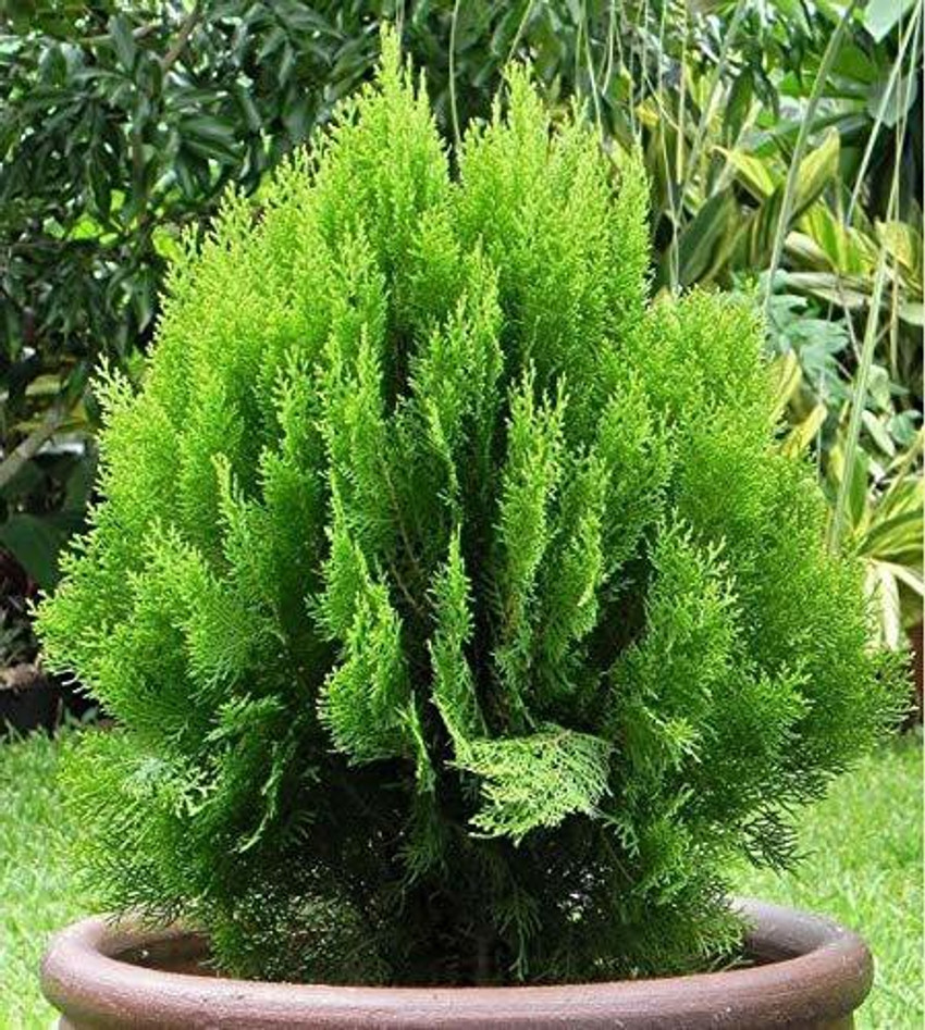 ONLINE PLANT BAZAR Platycladus Morpankhi Plant Price in India Buy ONLINE PLANT BAZAR Platycladus Morpankhi Plant online at Flipkart