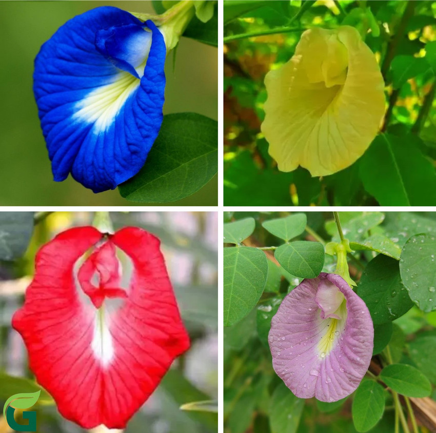 GARDENING CROP Aparajita Mixed Colour Neelkanth Flower Butterfly