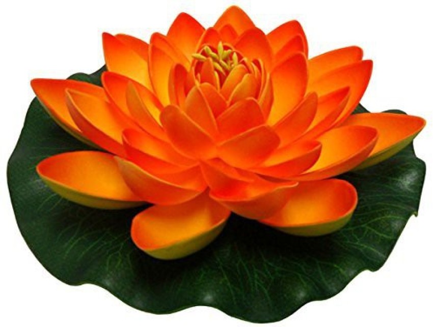 orange lotus flowers