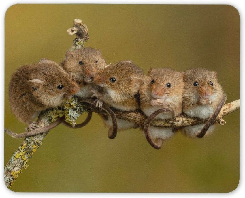 MIKKA Cute Field Mice On A Branch Mouse Mat Pad - Adorable Animal Computer  Gift #14597 Mousepad - MIKKA 