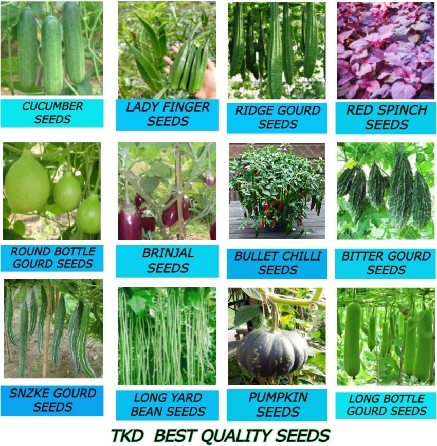 12+ India Seeds And Plants