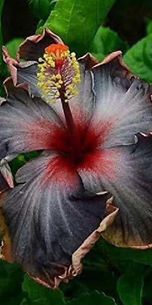 Black hibiscus deals