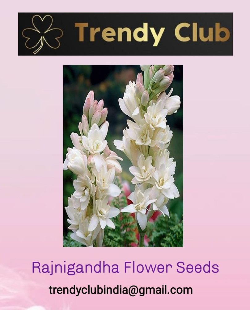 Rajnigandha Flower In English Name Best Flower Site