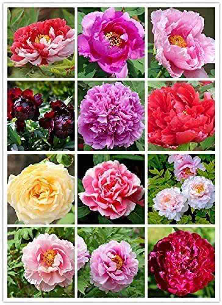 NooElec Seeds India Mixed Peony Seeds Easy to Plant Home Outdoor- Pack of  30 Seed Price in India - Buy NooElec Seeds India Mixed Peony Seeds Easy to  Plant Home Outdoor- Pack