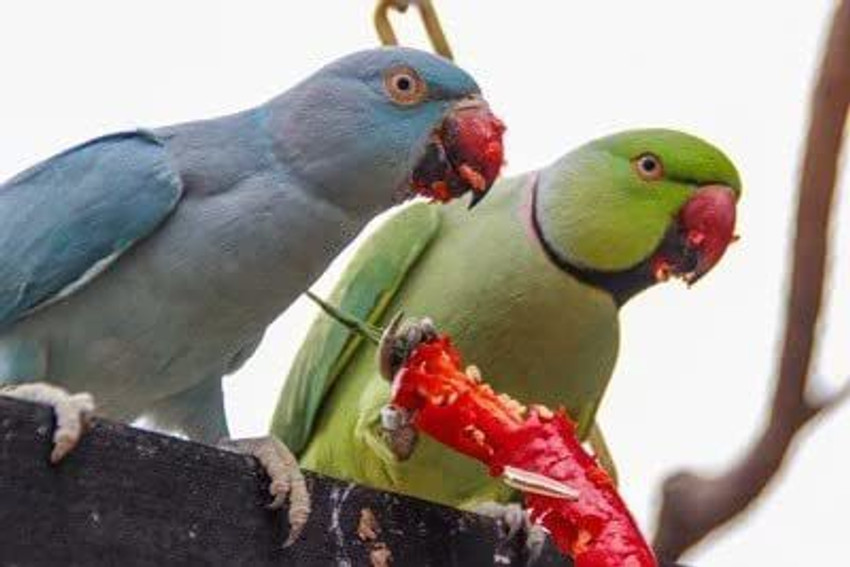 Alexandrine parrot food online cheap