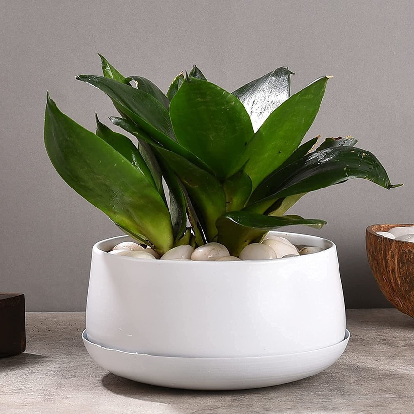 Flipkart flower pot discount