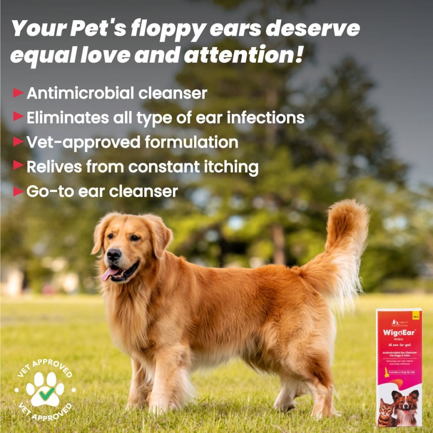 Golden retriever store ear cleaning solution