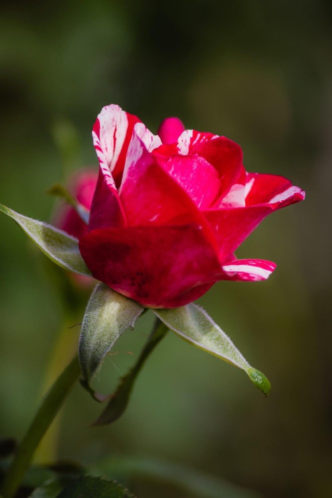 9+ Multi Color Roses