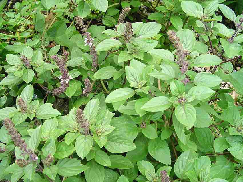 Kapebonavista Thai Basil Kama Kasturi Tukmaria Falooda Plant it