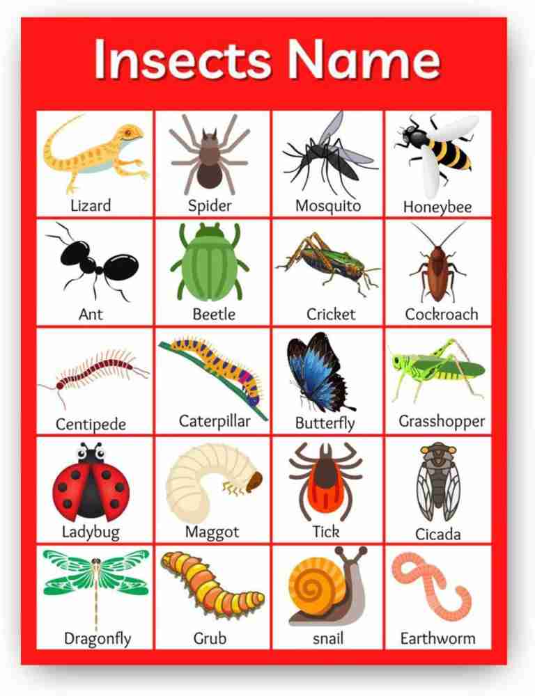 insects chart