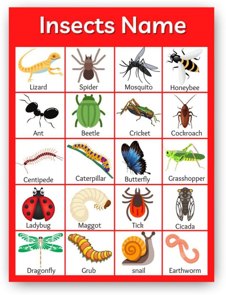 list of insects for kids