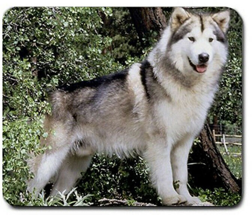 Large siberian dog best sale