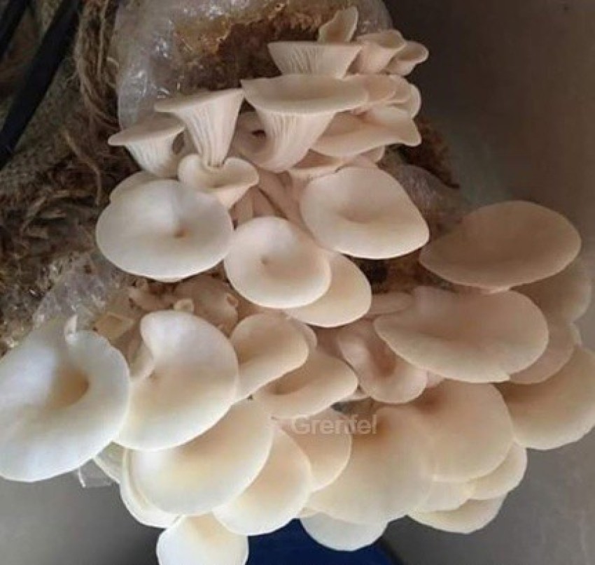 Growing Pearl Oyster Mushrooms in bags  Milkwood permaculture courses  skills  stories