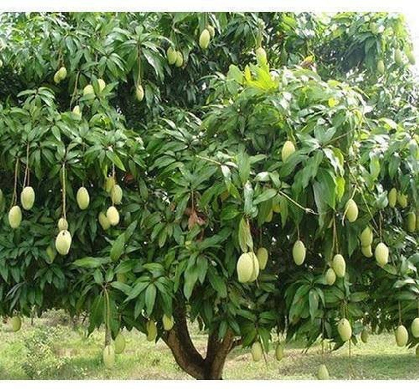 Mango Plant () Mango Plant