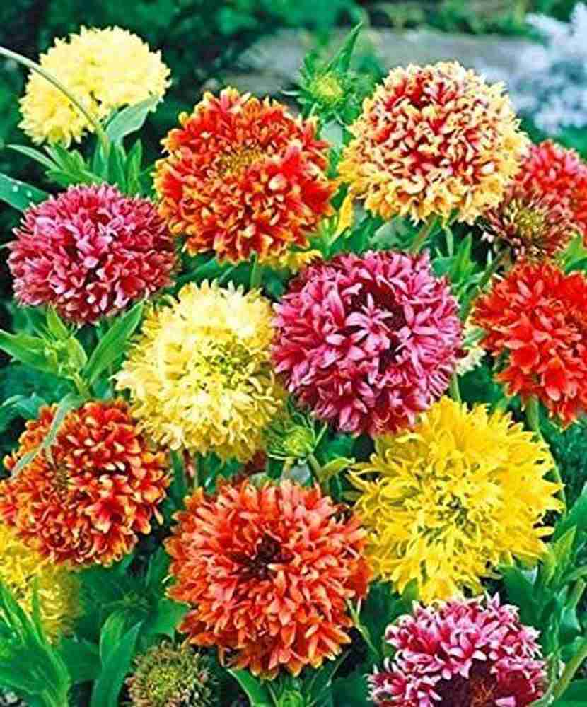 Gaillardia colors cheap
