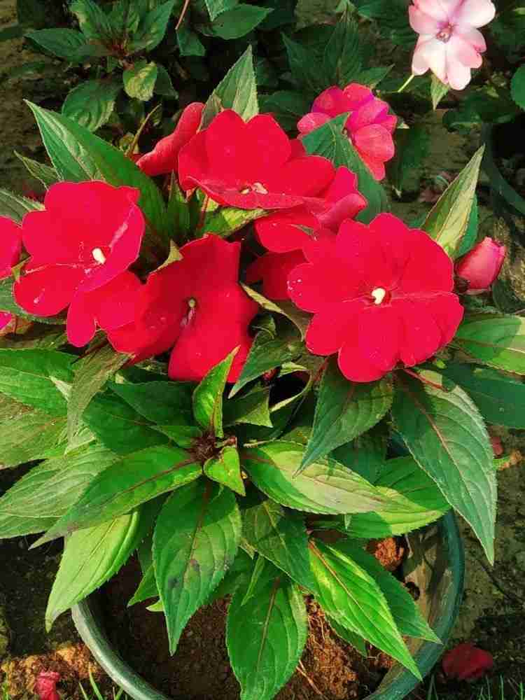 Impatiens