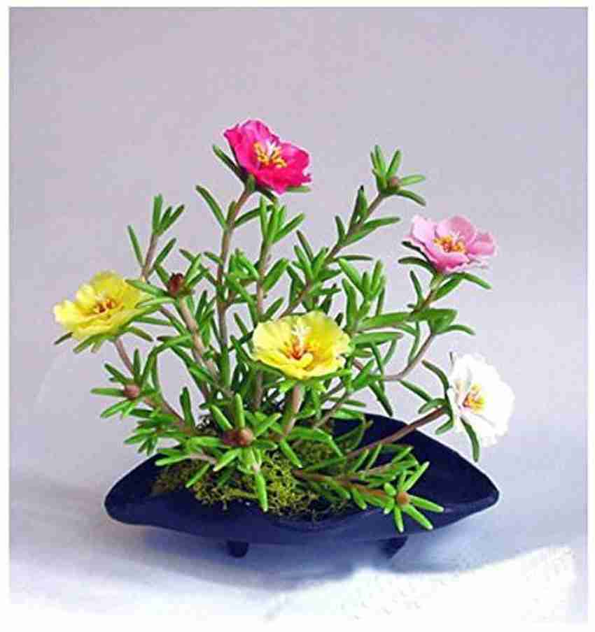 ACCELCROP 8 'o Clock Flower Seed Price in India - Buy ACCELCROP 8 'o Clock  Flower Seed online at Flipkart.com