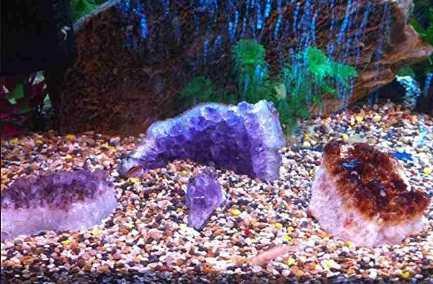 Cheap as chips on sale aquarium