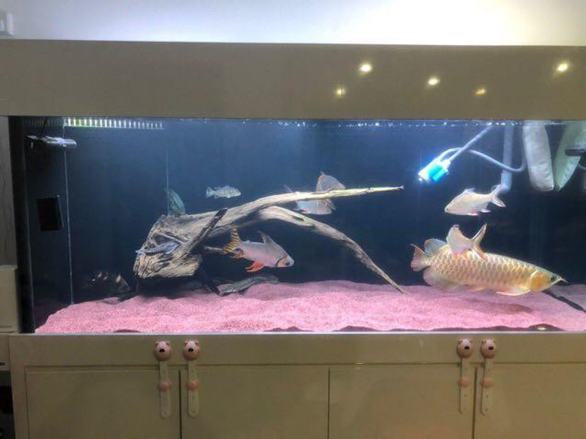 Arowana tank decoration online