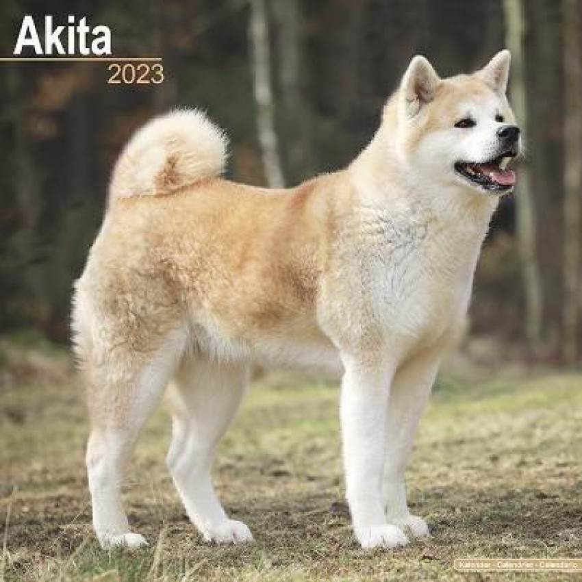 Akita english discount