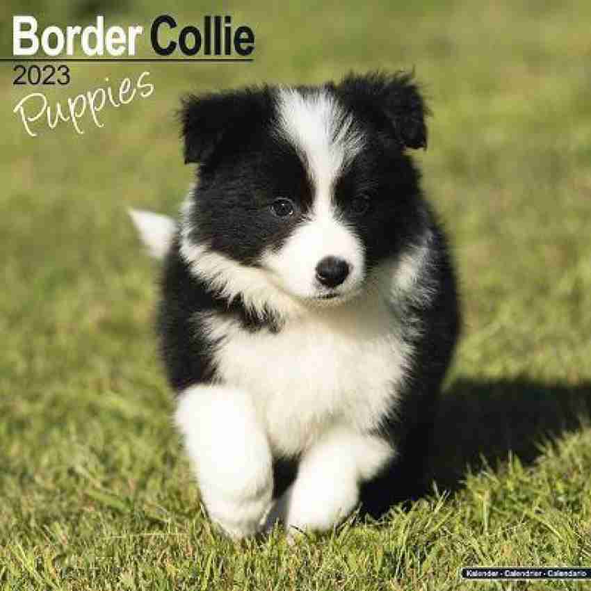 What's the Price of a Border Collie in 2023?