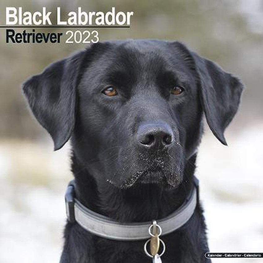 Buy black labrador online