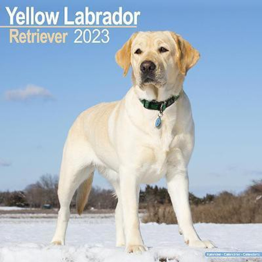 Labrador dog price in flipkart online